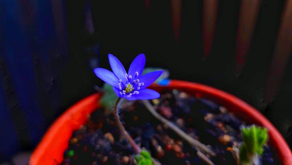 nobilis nobilis