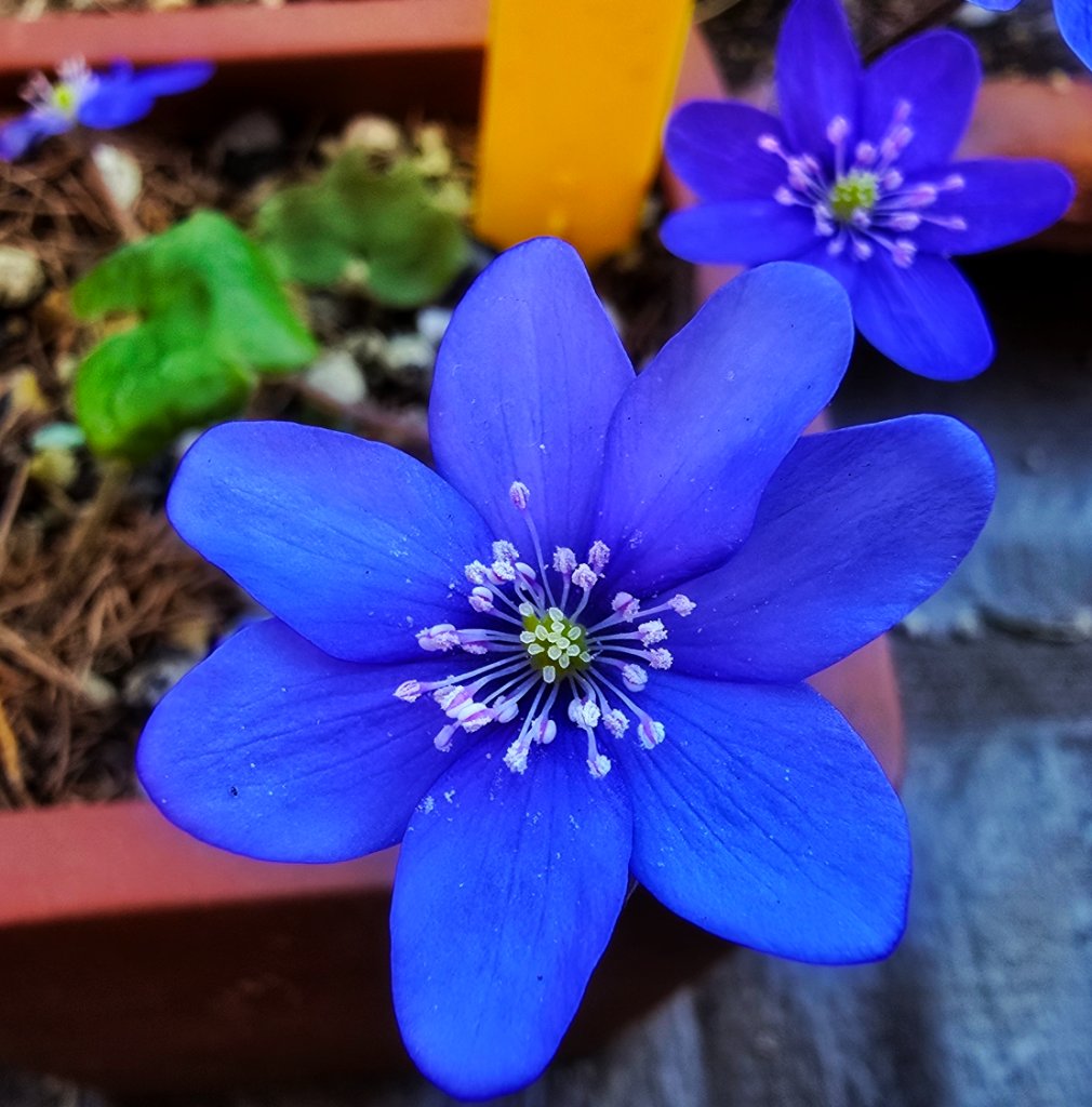 Nobilis nobilis