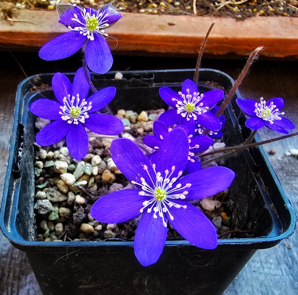 Nobilis nobilis
