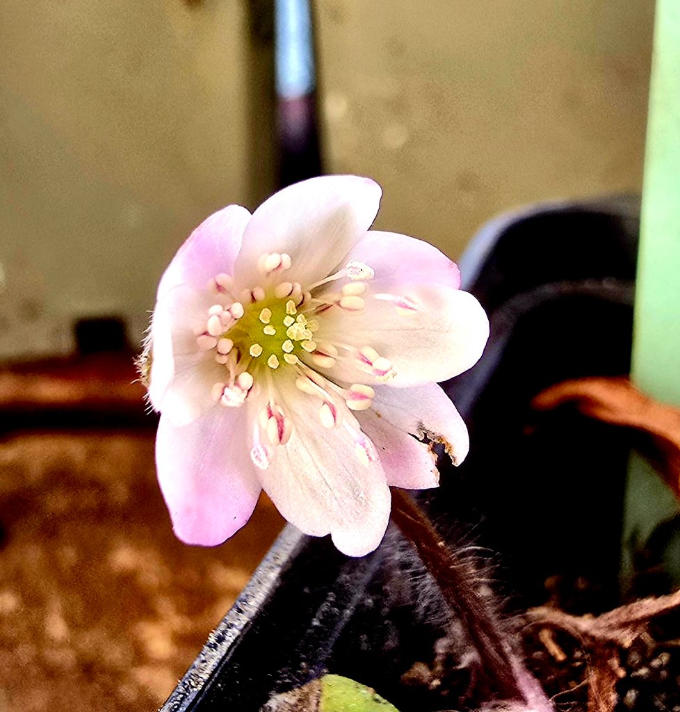 Nobilis nobilis 'Harlequin'