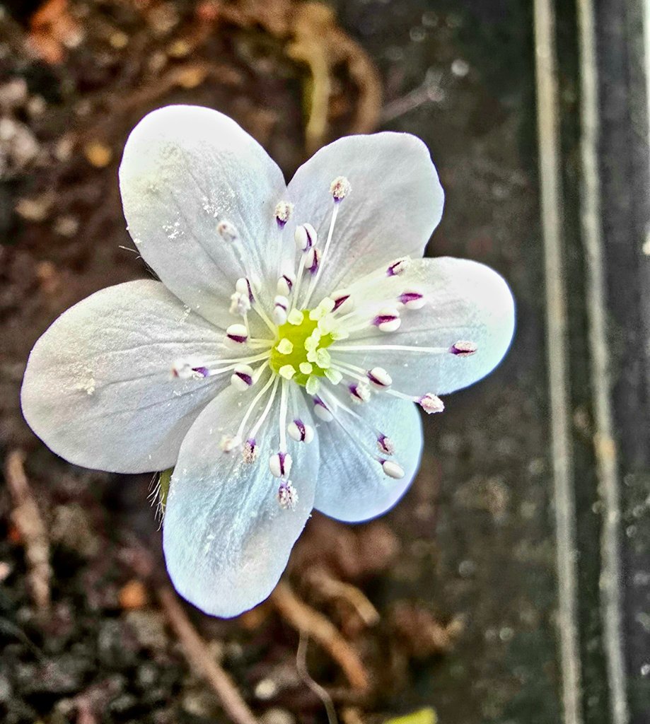 Nobilis nobilis 'Giselle'