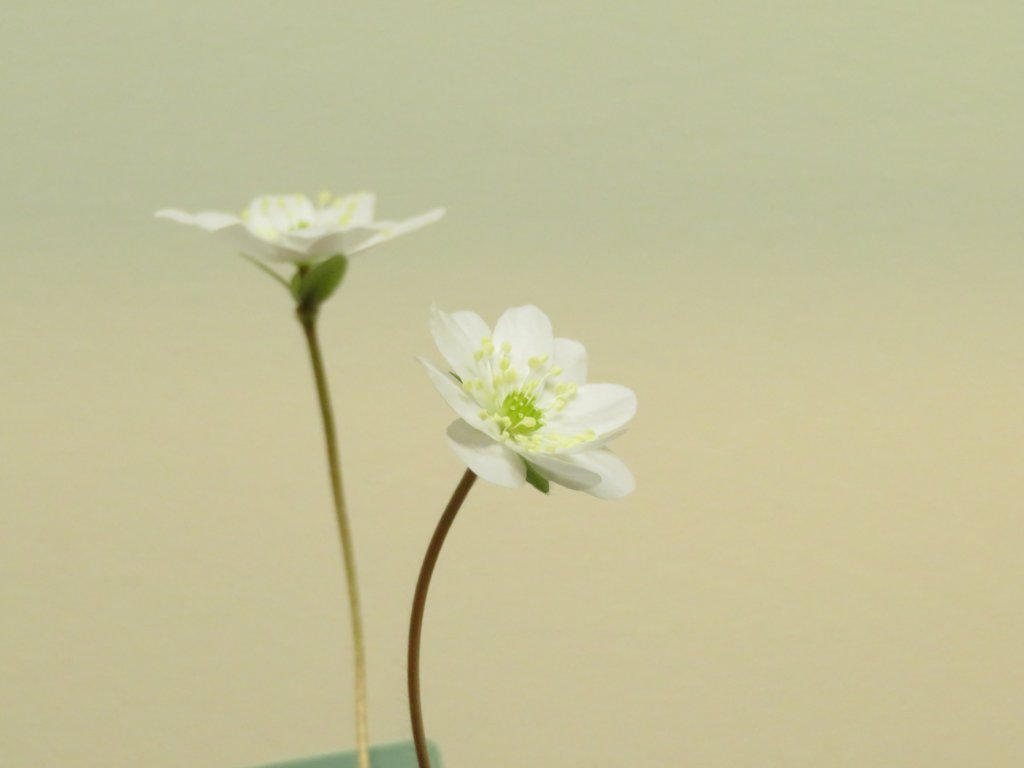 Hepatica Pyrenäenstern