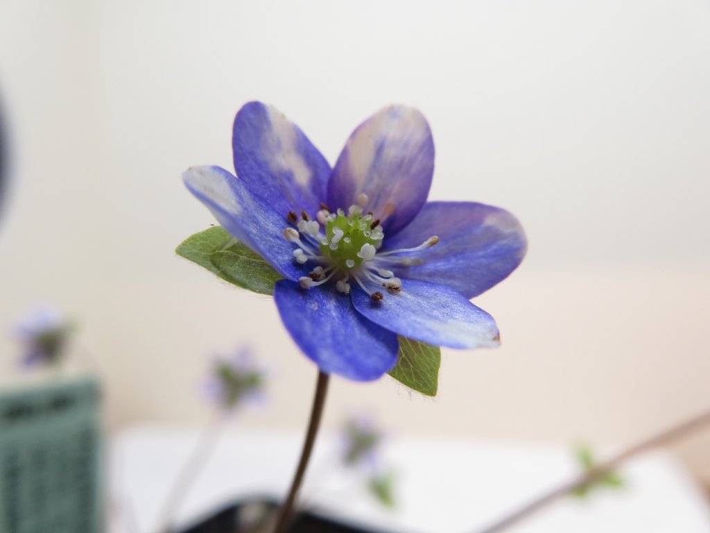 Hepatica Harlequin blue