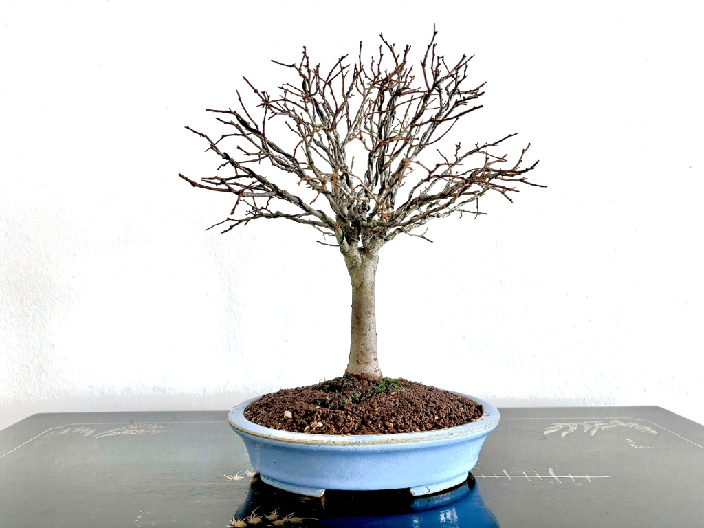 Zelkova serrata in Koyo Schale.