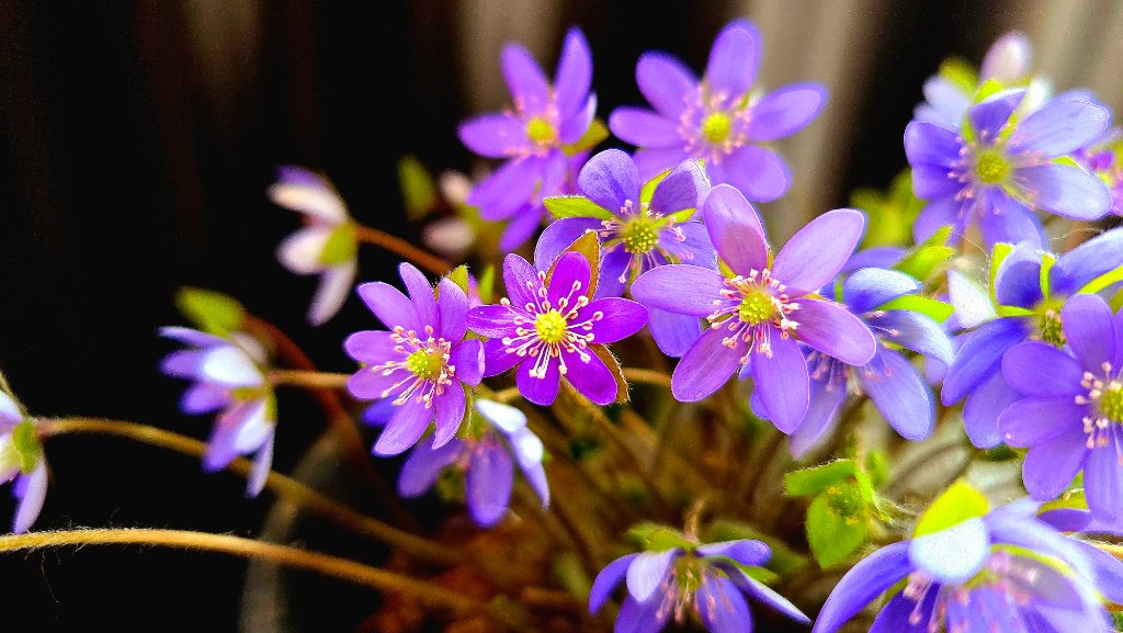 Nobilis Nobilis