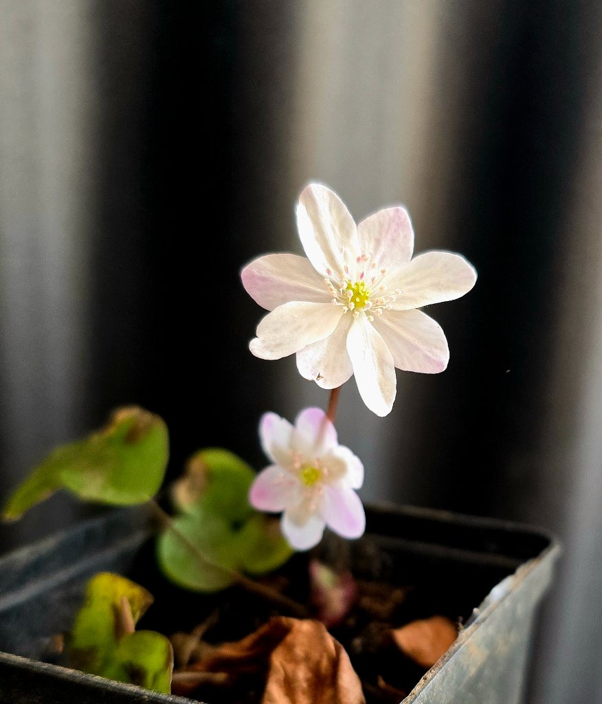 Nobilis Nobilis ' Harlequin'