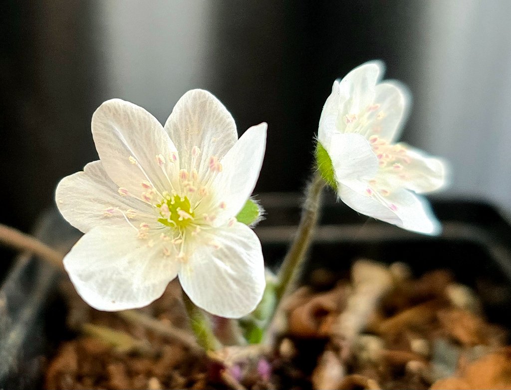 Nobilis Nobilis 'Harlequin'