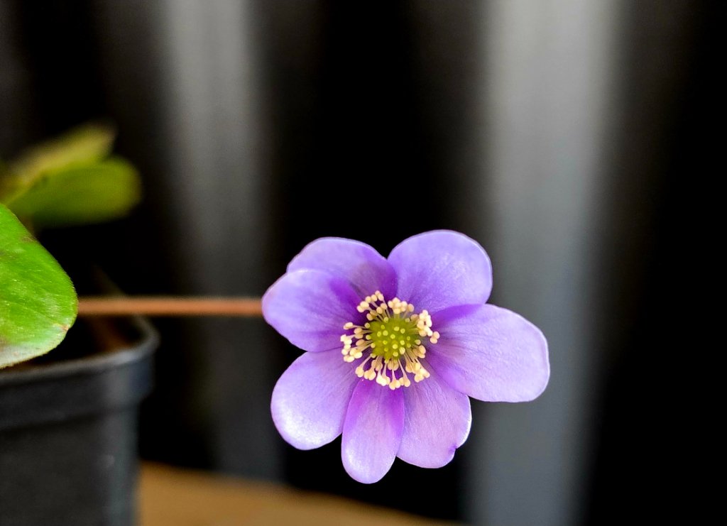 Nobilis Nobilis 'Appleblossom'