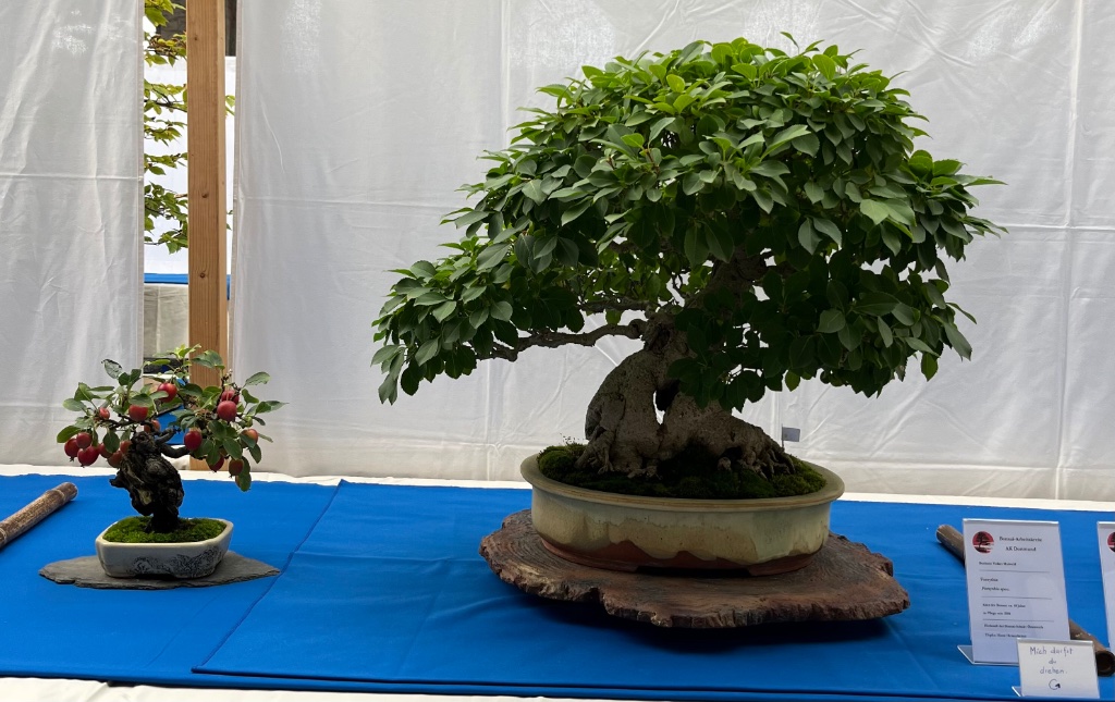 NRW Bonsai Tage 24 im Blätterkleid