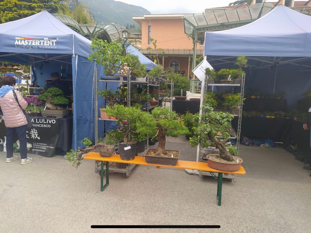 Die Lärche am Marktstand in Arco 2024.