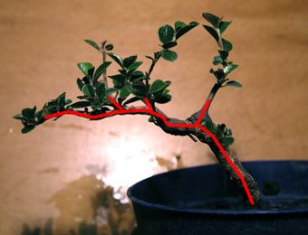 coto5.jpg