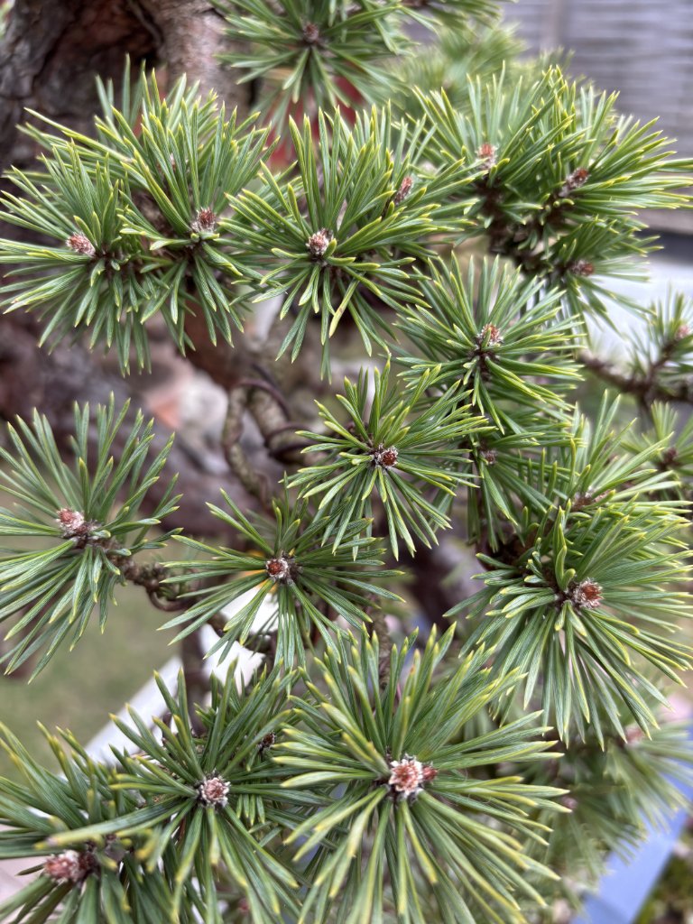 Knospen_160325_1.JPG
