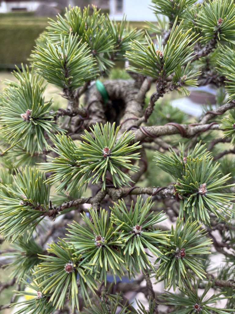 Knospen_160325_2.JPG