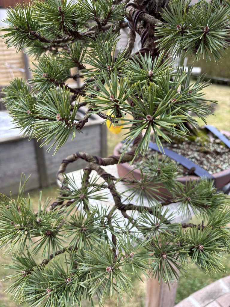 Knospen_160325_3.JPG