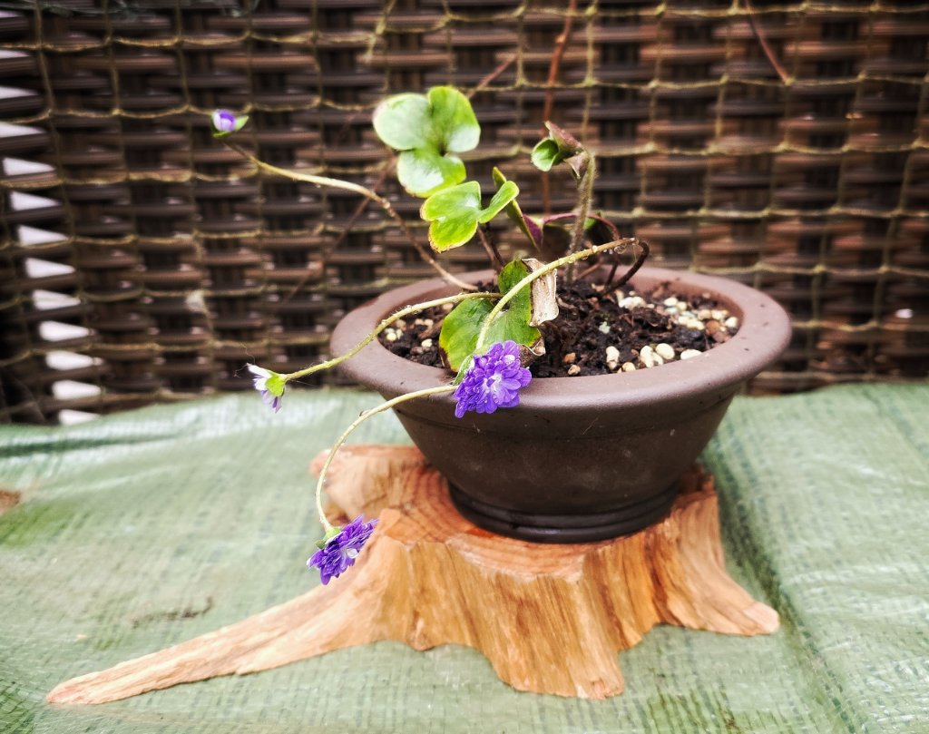 Hepatica japonica 'Kuka'