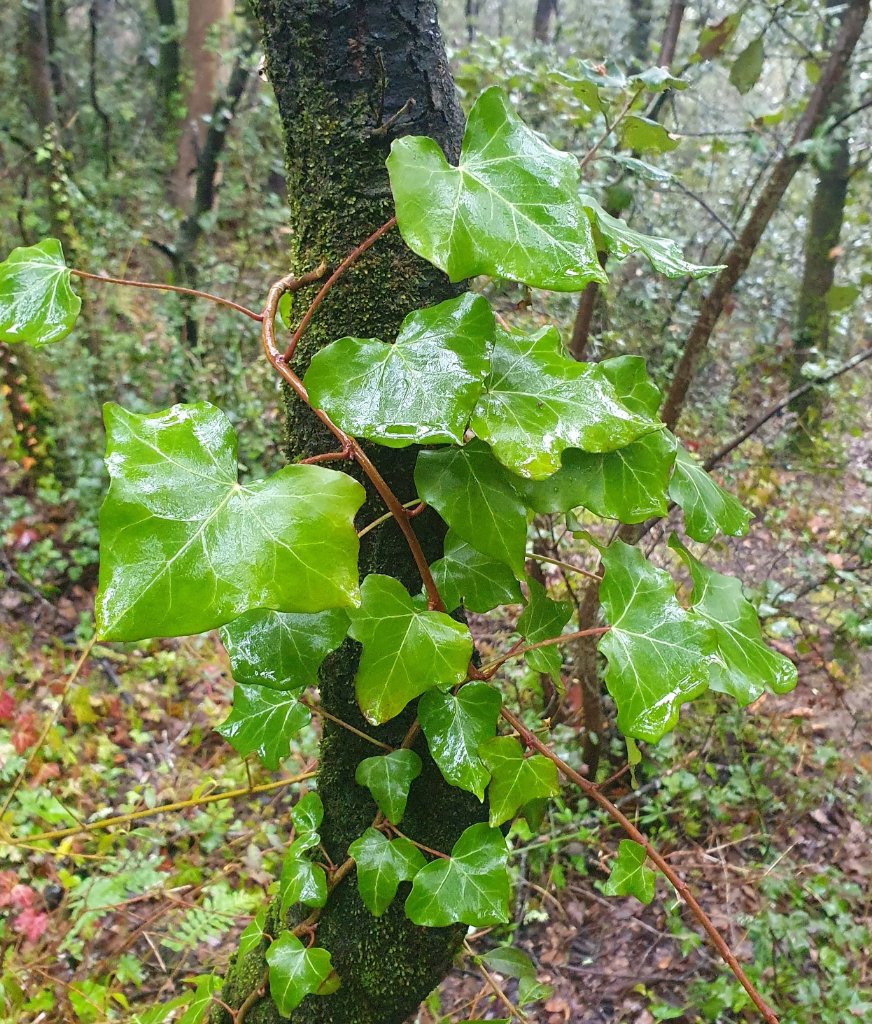 Fehlende Winterfärbung von H. helix an der französischen Atlantikküste nahe Bordeaux: mildere Klimazone mit Steineichen und Zypressen als häufigste Baumarten