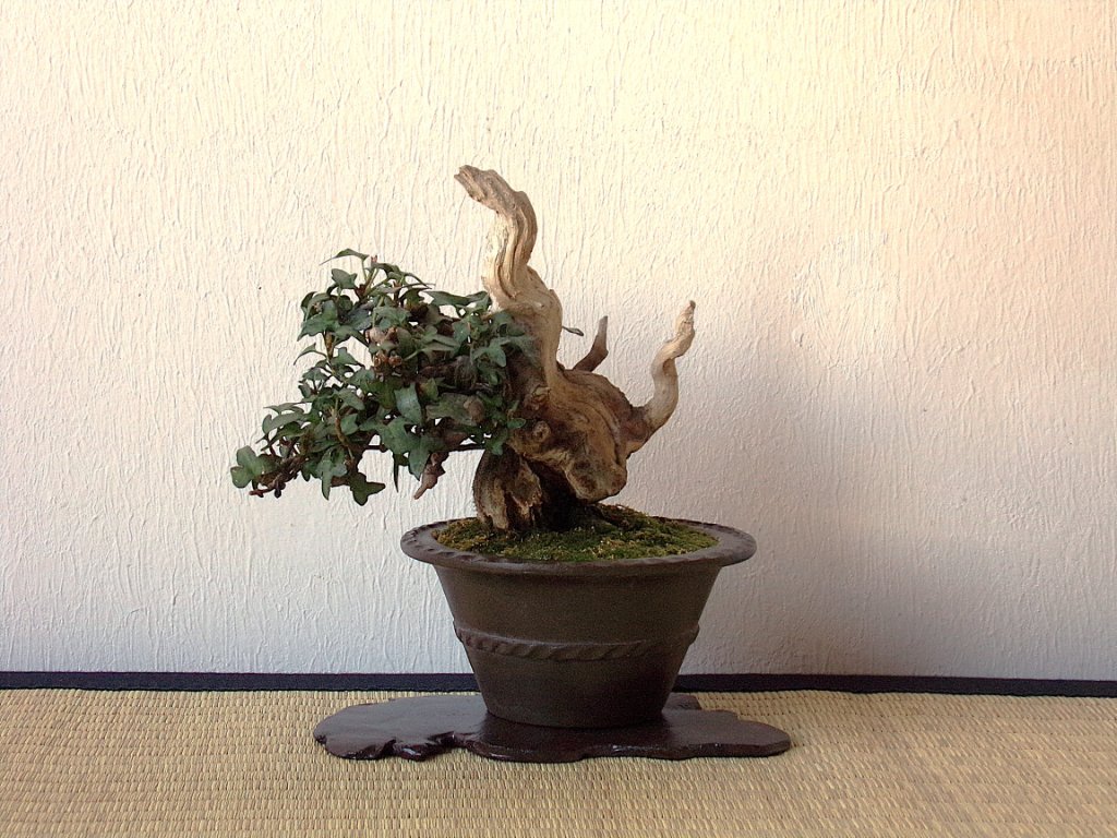Spetchley mit Wacholder-Tanuki