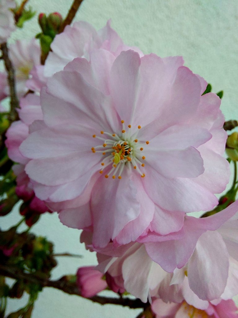 Kirschblüte.jpg