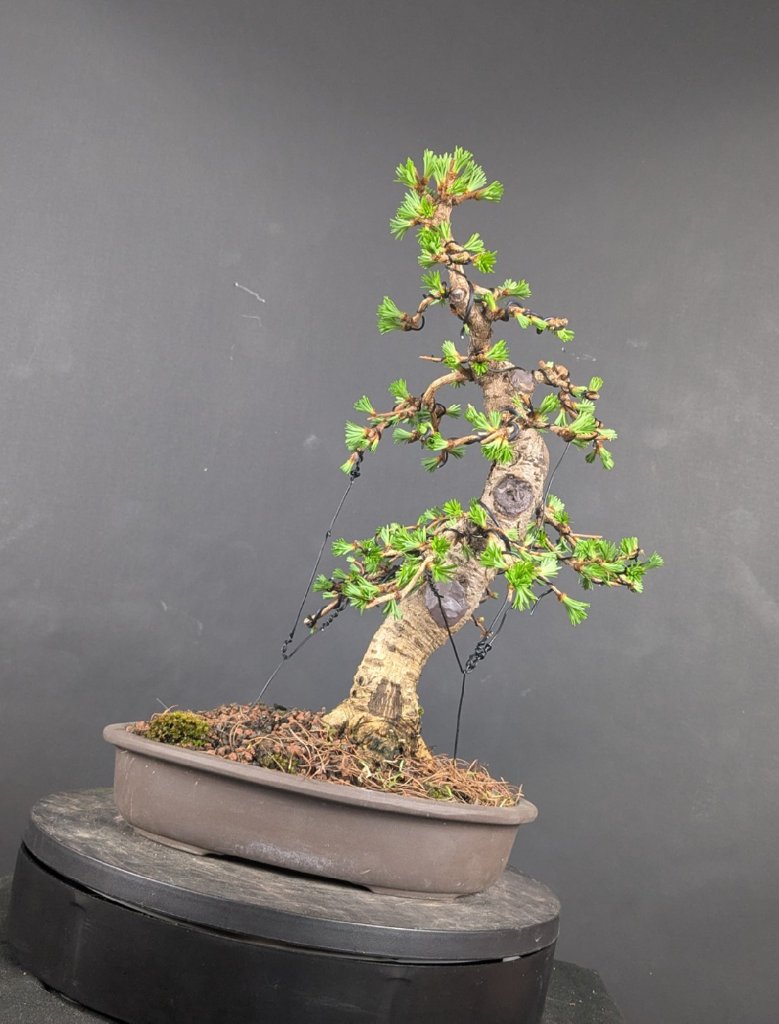 larix1.jpg