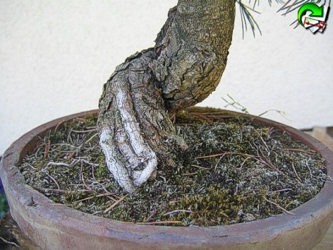 Mädchenkiefer, ebenfalls umtopfen nötig?