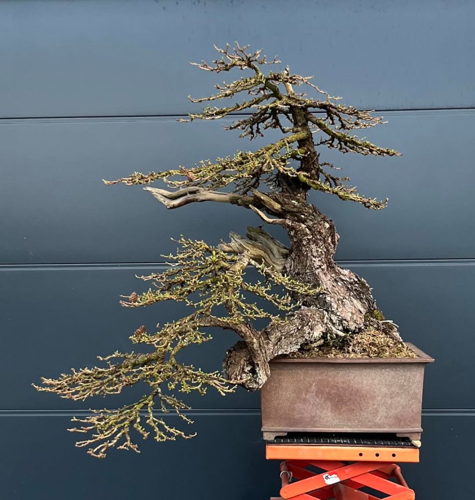 Larix 2025.jpeg