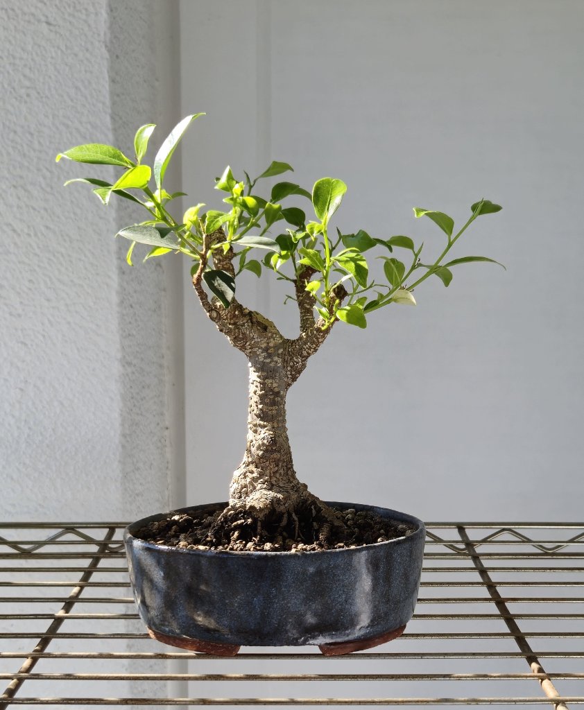 Ficus.jpg