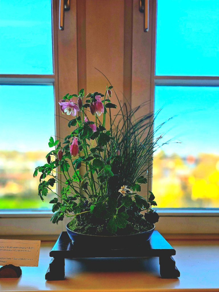 Akelei, Segge, Gänseblümchen, Veilchen, Stiefmütterchen