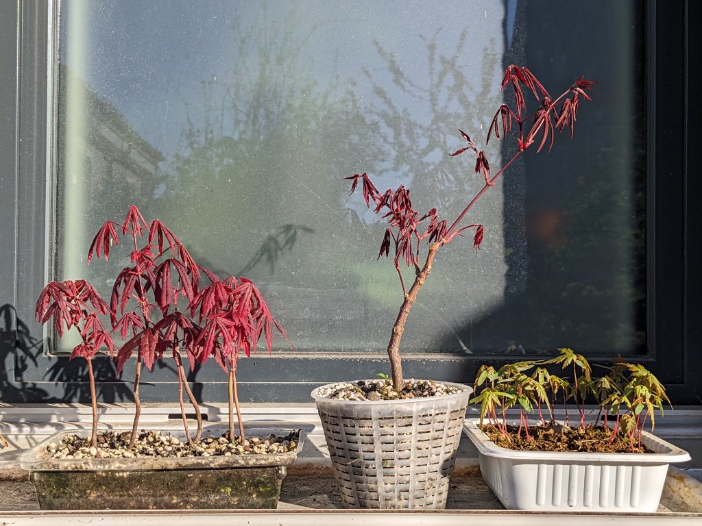 eigene, rote und von Rainer erhaltene Samen in verschiedenen Aufzuchtstadien. Die Roten sind Spontanaussäungen. Die ich zwischen den Terrassendielen herausgefischt hatte.