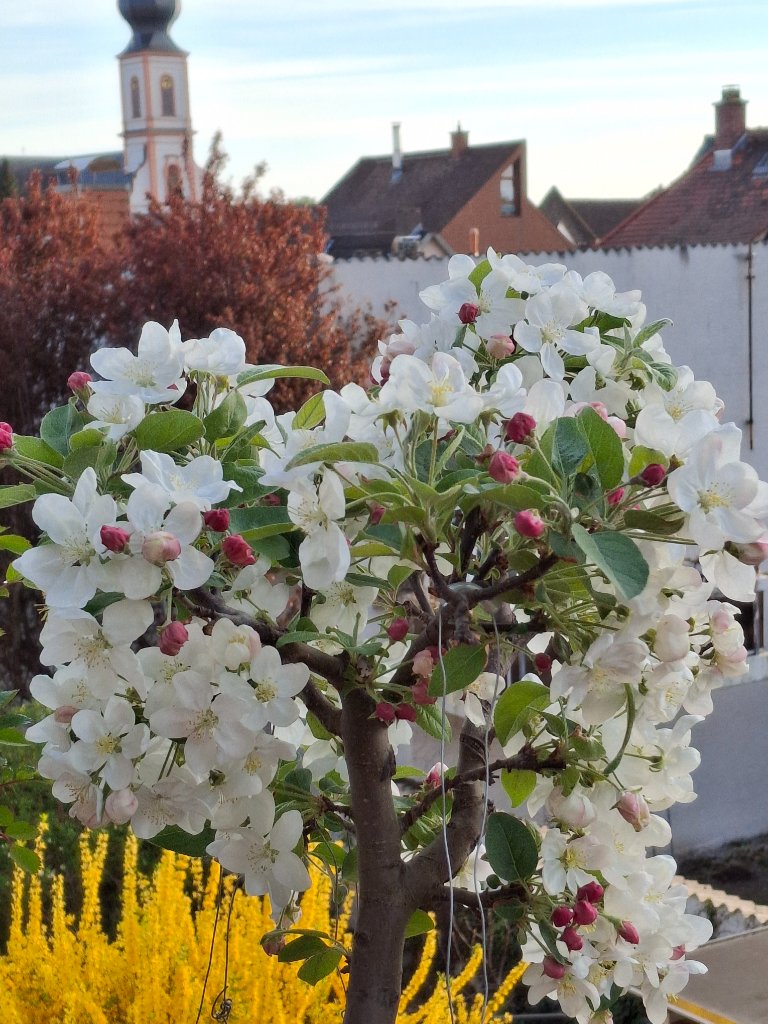 Apfel.jpg