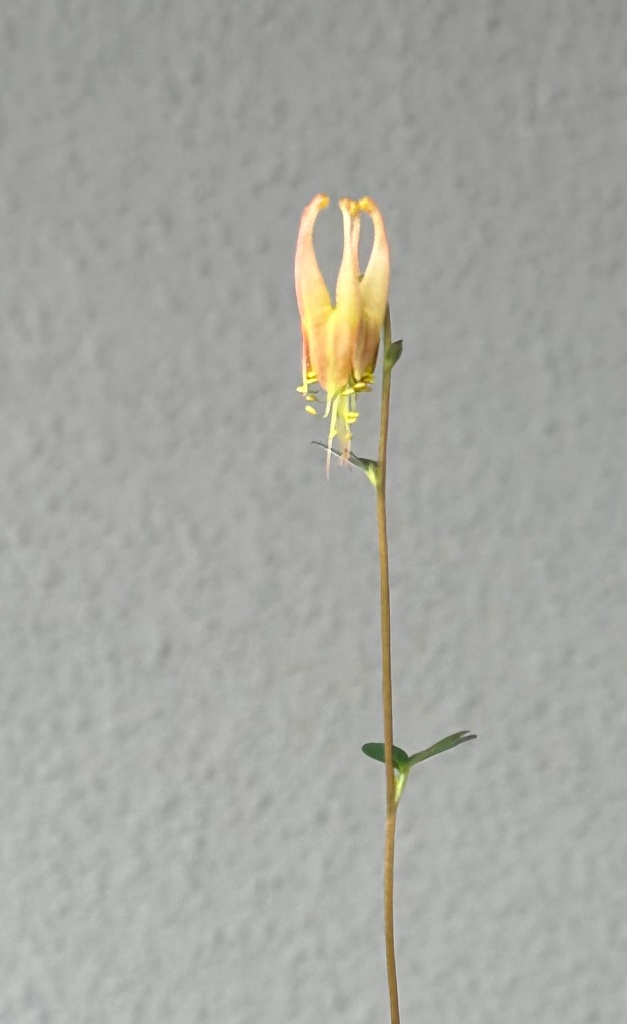 Mittwoch