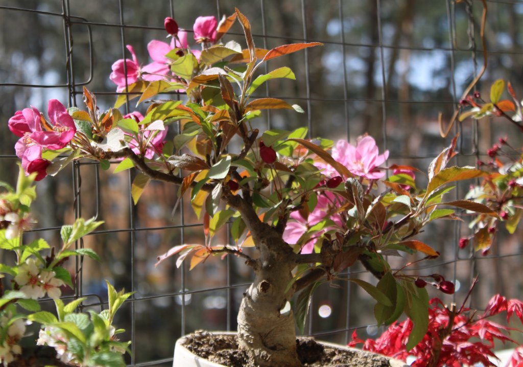 Apfelblüte