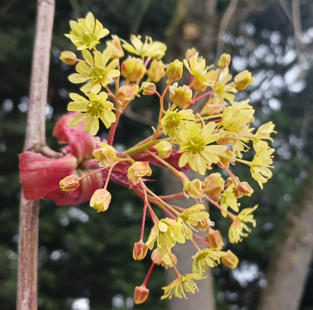 Blüte