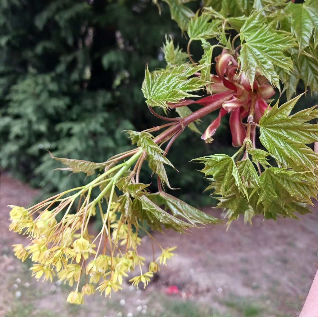 Kugelahorn: Austrieb und Blüte