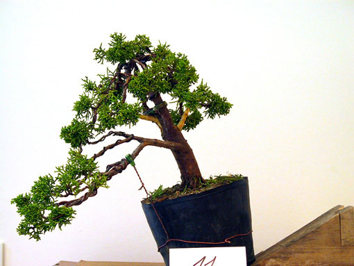 Baum von Paul Stölben