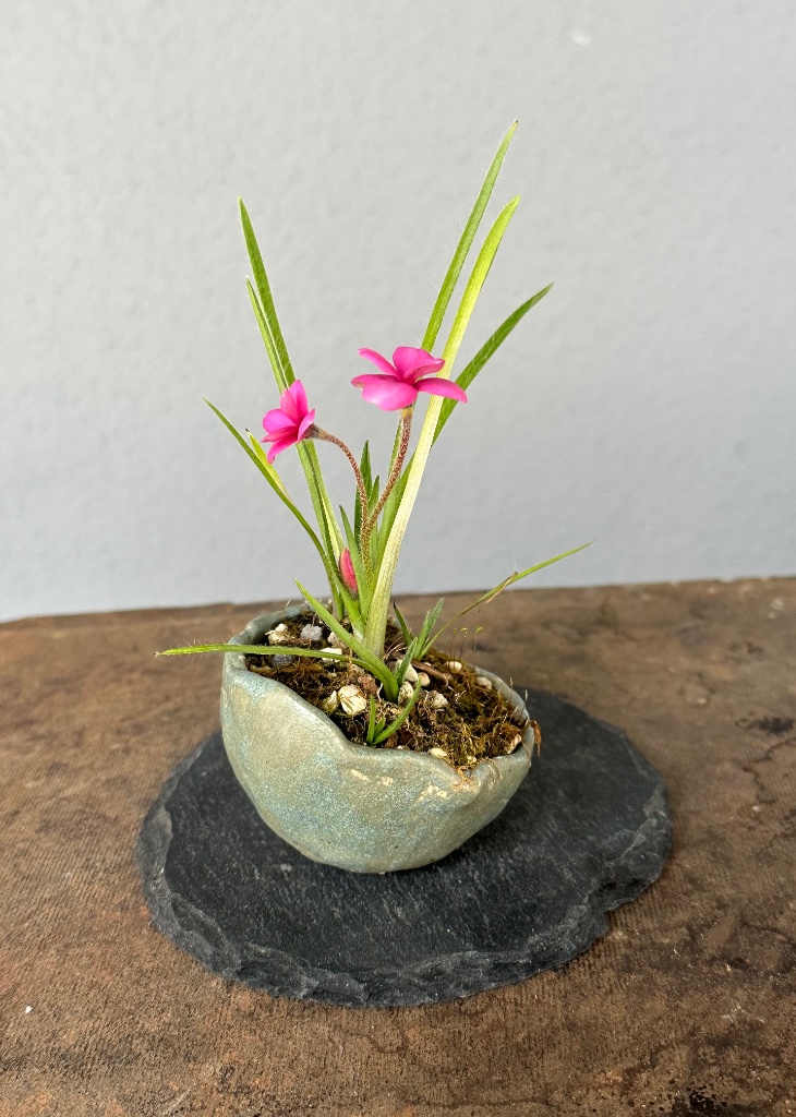 Grassternchen (Rhodohypoxis)
