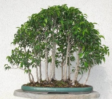_Ficus_wald_07.JPG