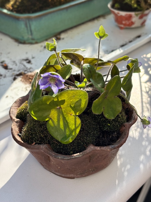 Hepatica japonica "Burü Shiage" in unglasierter Schale von Kataoke Mitsue.