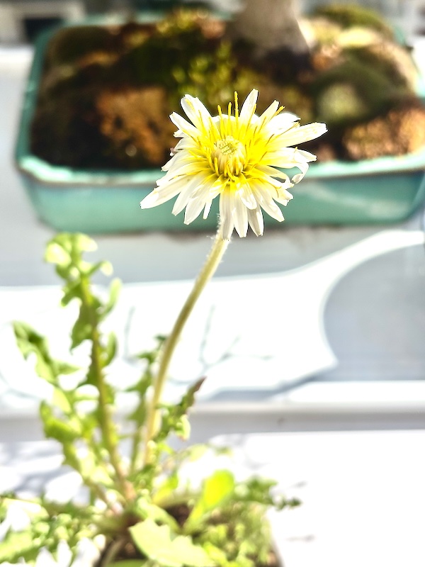 Weisser Löwenzahn (Taraxacum albium).