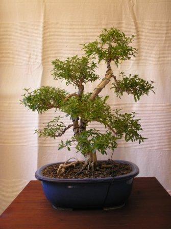 P1010100-9.JPG