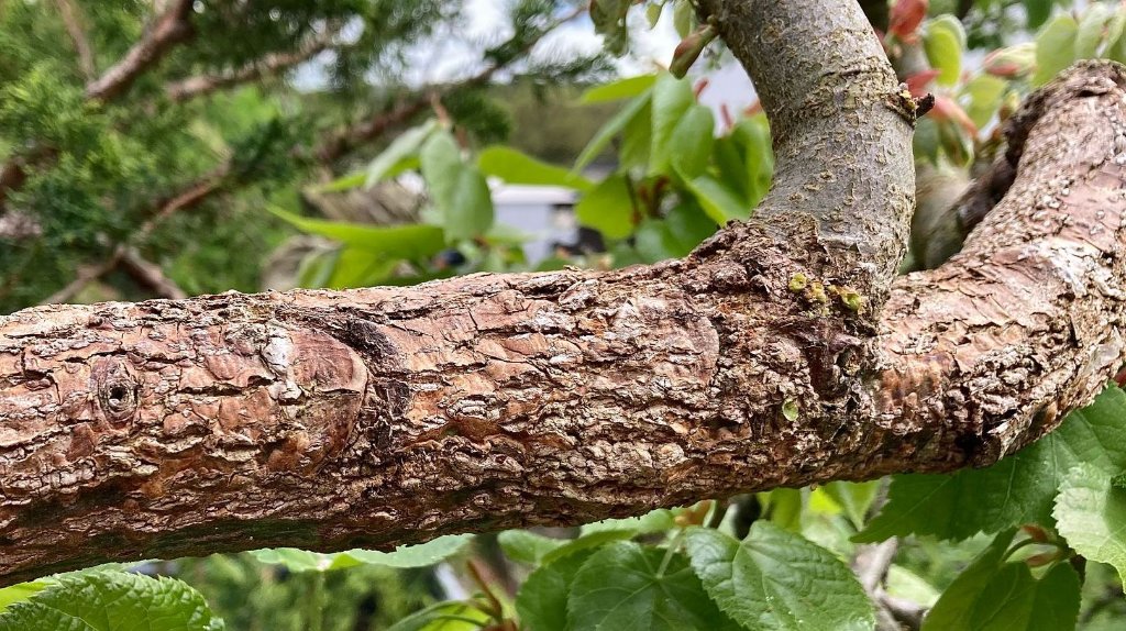 Tilia BarkAging V 2025.jpg
