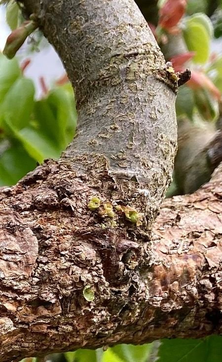 Tilia BarkAging X 2025.jpg