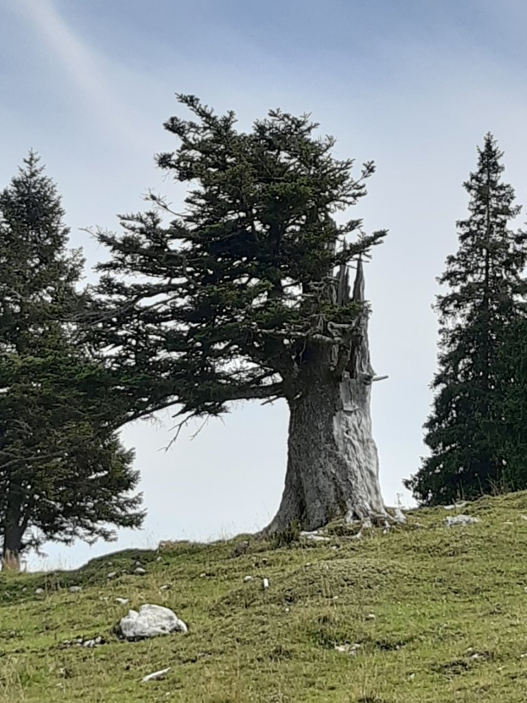 Fichte im Gebirge