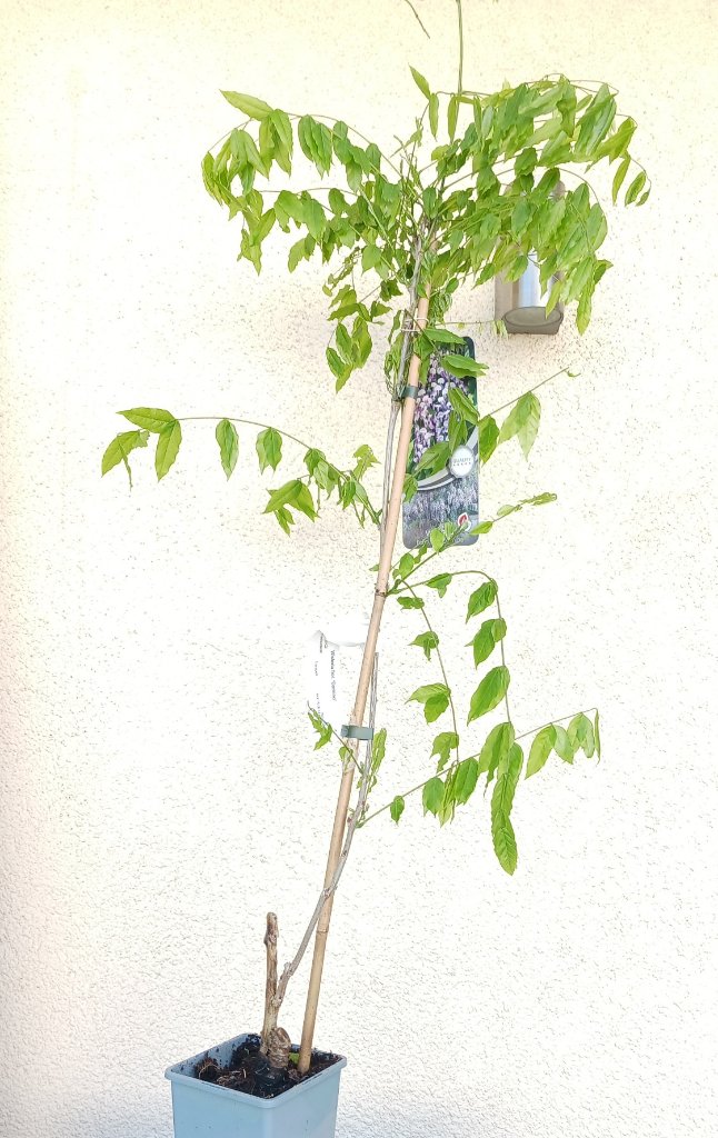 Wisteria floribunda "Domino"