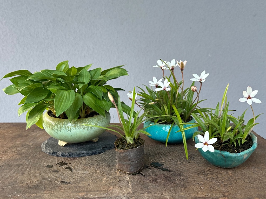 Hosta und Rhodohypoxis, Schalen von links nach rechts: China, Laszlo (espanna) und 2x Max (maexart)