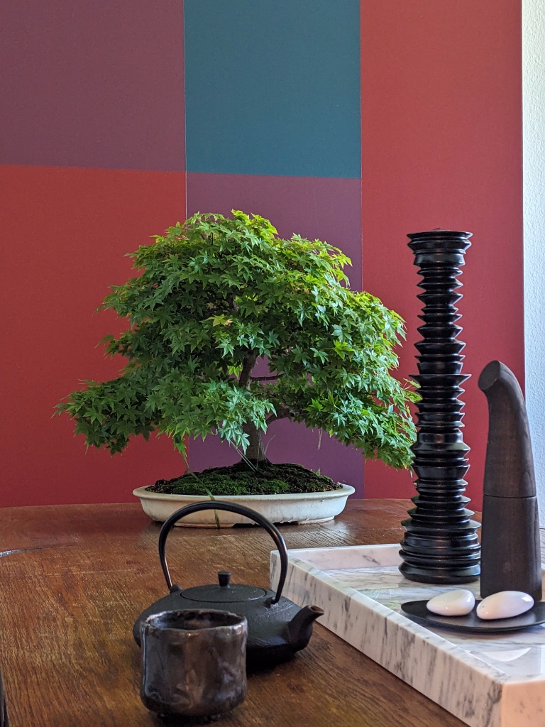 Acer Palmatum_2505_bonsaibetrachtung.jpg