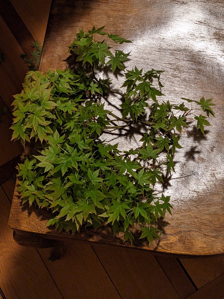 Acer Palmatum_2506_Ast entfernt.jpg