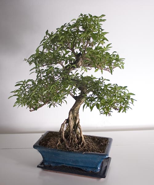 serissa1.jpg
