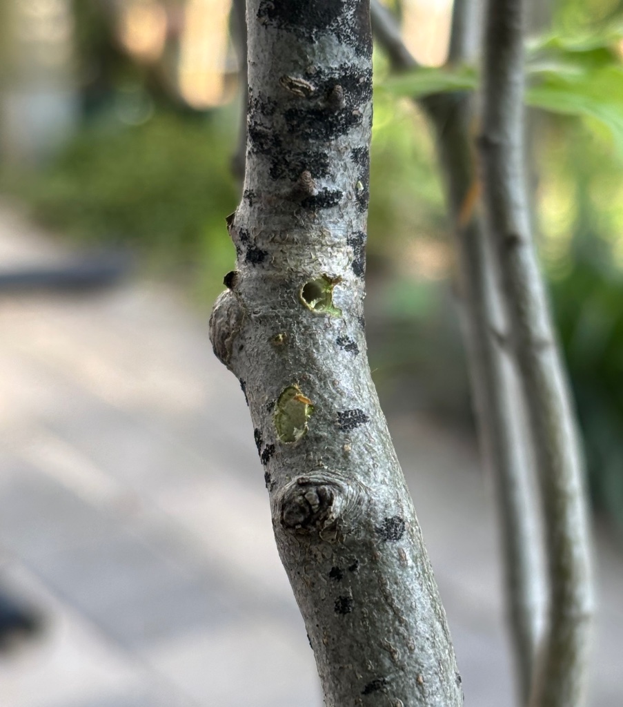 IMG_8859.jpeg