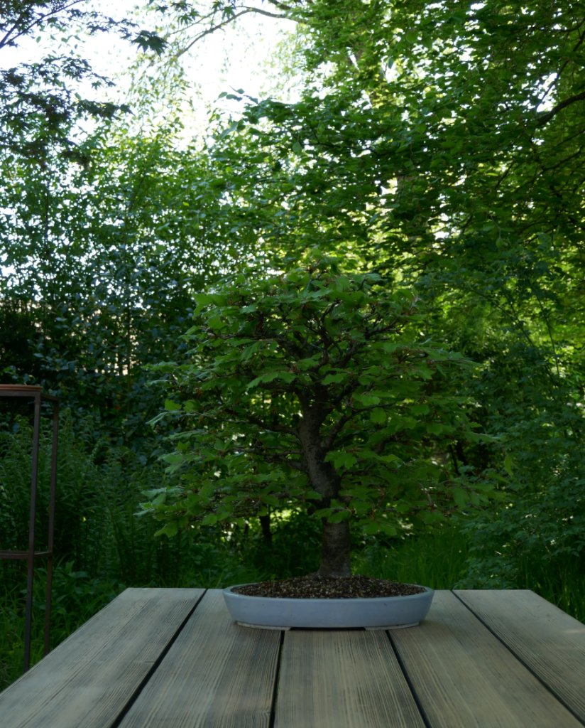P1040067 2.JPG