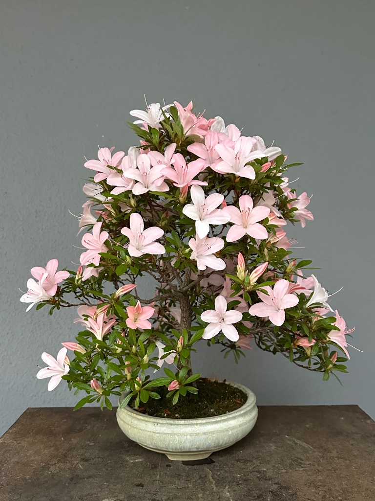 17. Mai 2025: in Natura kommt das Rosa noch kräftiger zur Geltung. Wenn sie verblühen werden sie wieder weiß